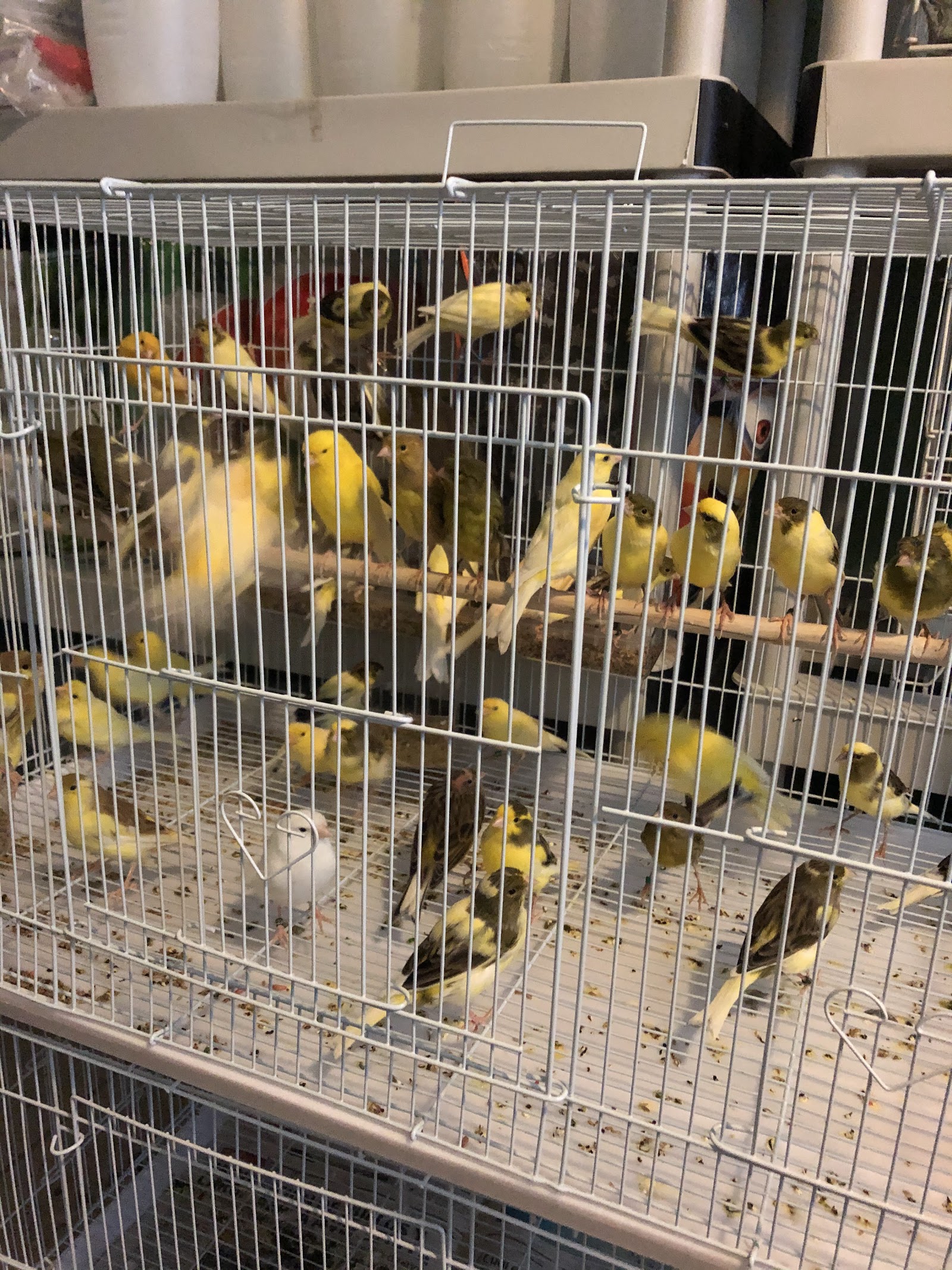 J&M Petshop