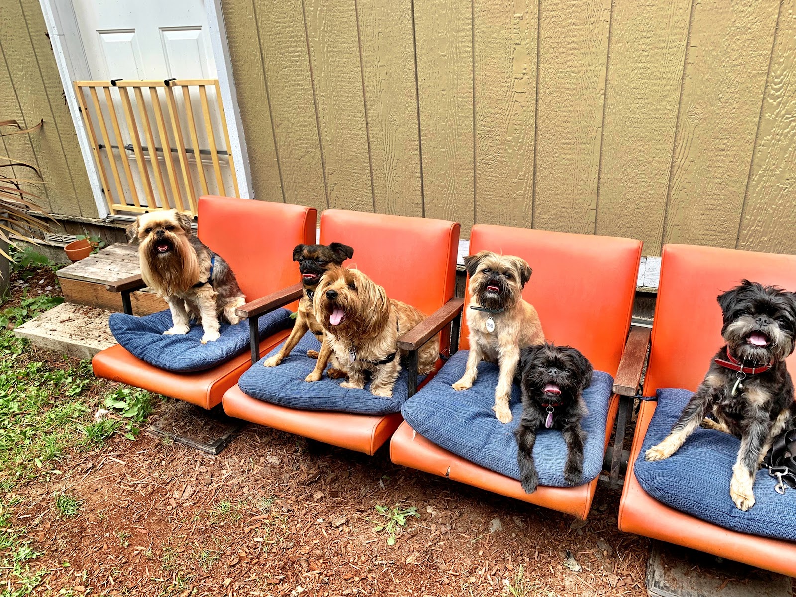Jake N Friends - Small Dog Daycare & Off-Leash Adventures