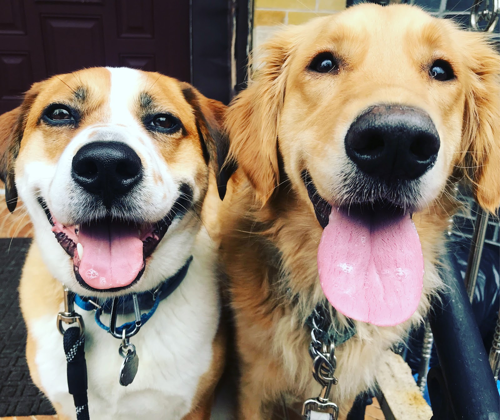 Jason The Dog Walker & Co.
