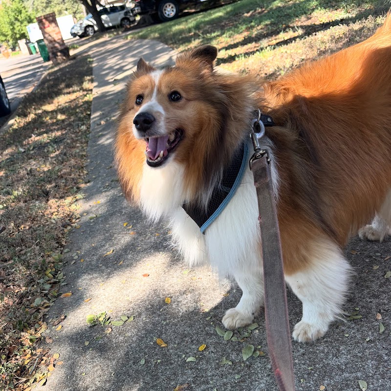 JenniFurrr’s Pet Sitting and Dog Walking