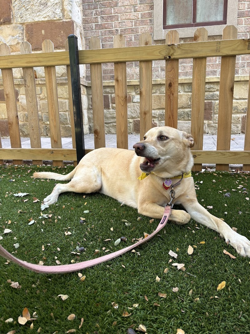 JenniFurrr’s Pet Sitting and Dog Walking photo 2