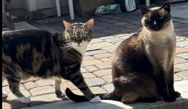 JenniFurrr’s Pet Sitting and Dog Walking photo 3