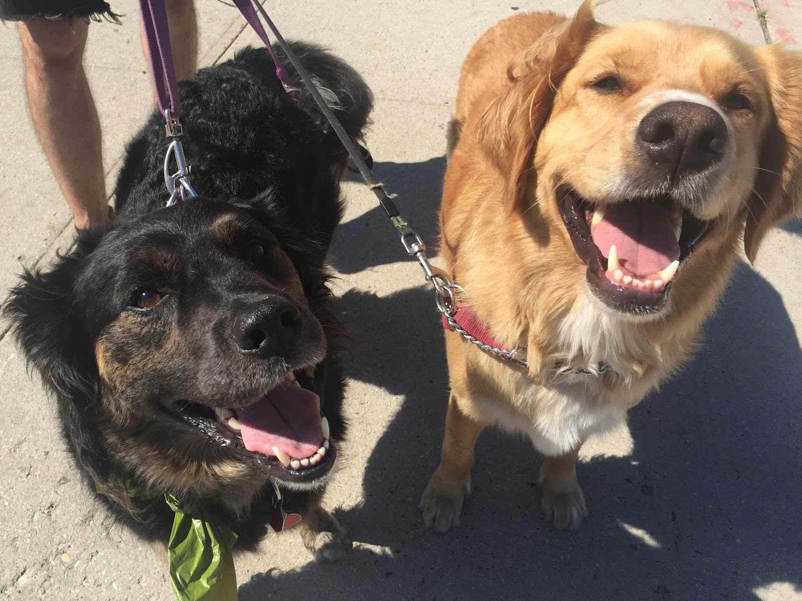 Jordan's Pet Care - Brooklyn Dog Walking and Pet Sitting
