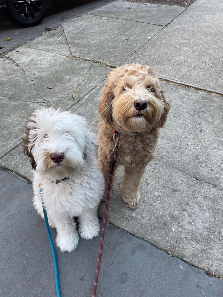 Jordan's Pet Care - Manhattan Dog Walking and Pet Sitting