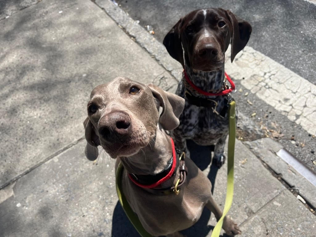 Jordan's Pet Care - Manhattan Dog Walking and Pet Sitting photo 2