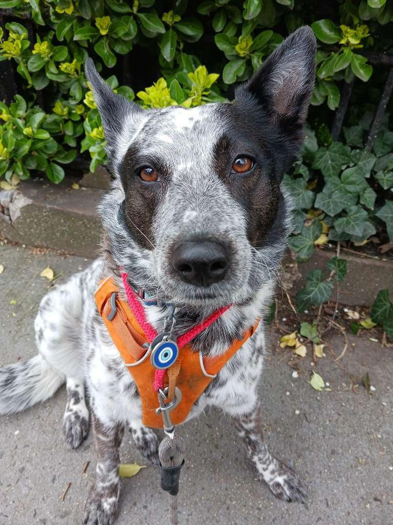 Jordan's Pet Care - Manhattan Dog Walking and Pet Sitting photo 3