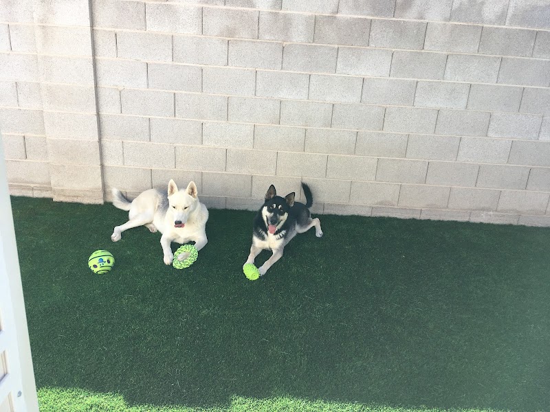 Just Like Home Doggie Hotel and Grooming photo 3