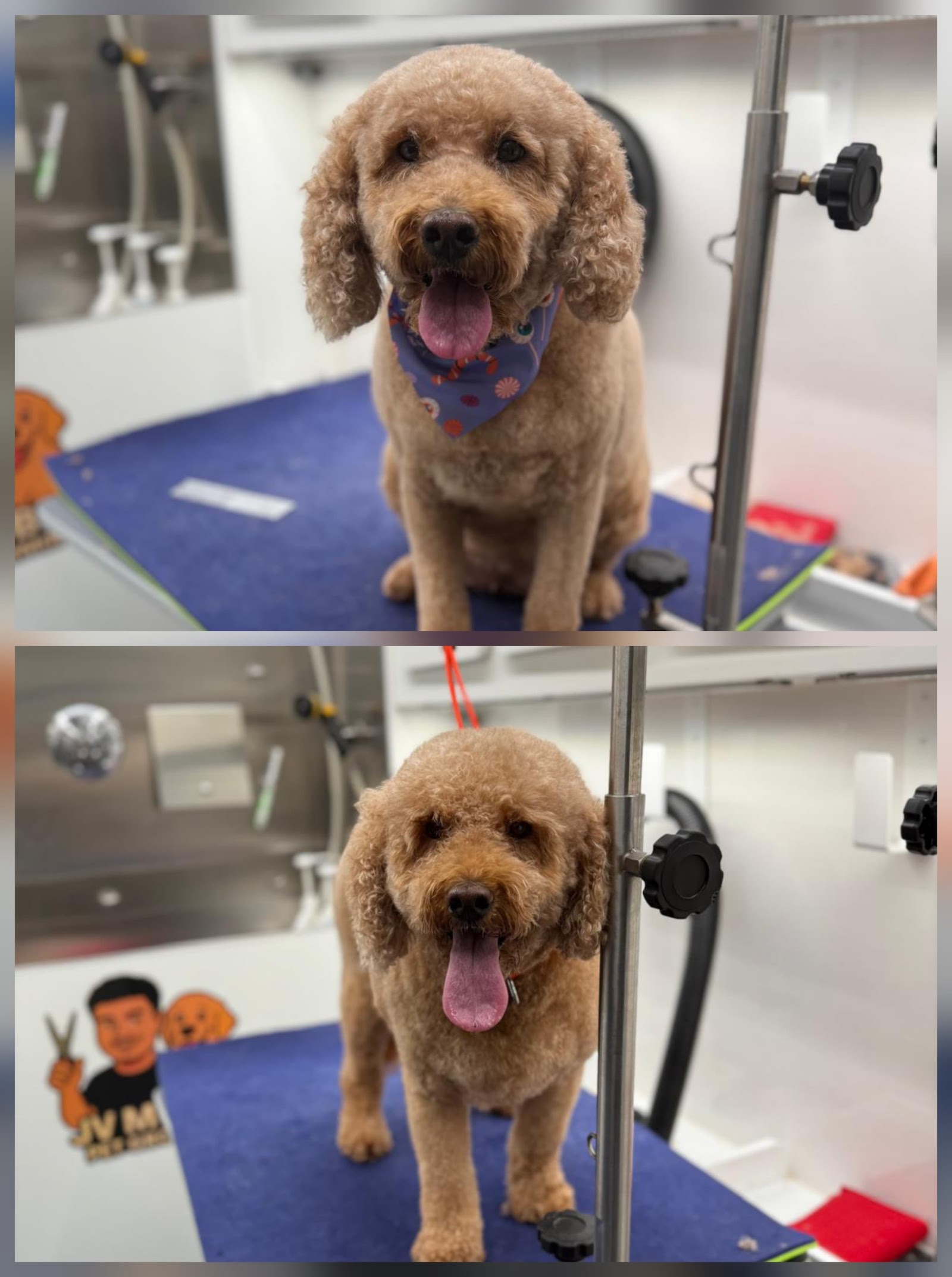 JV Mobile Pet Grooming