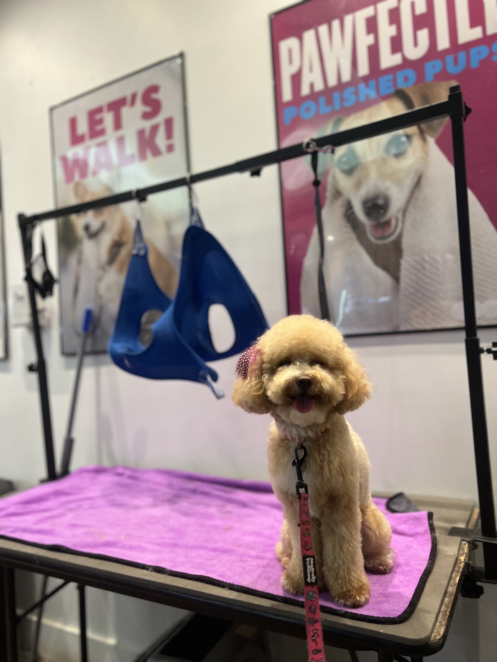 K9 Bath Center