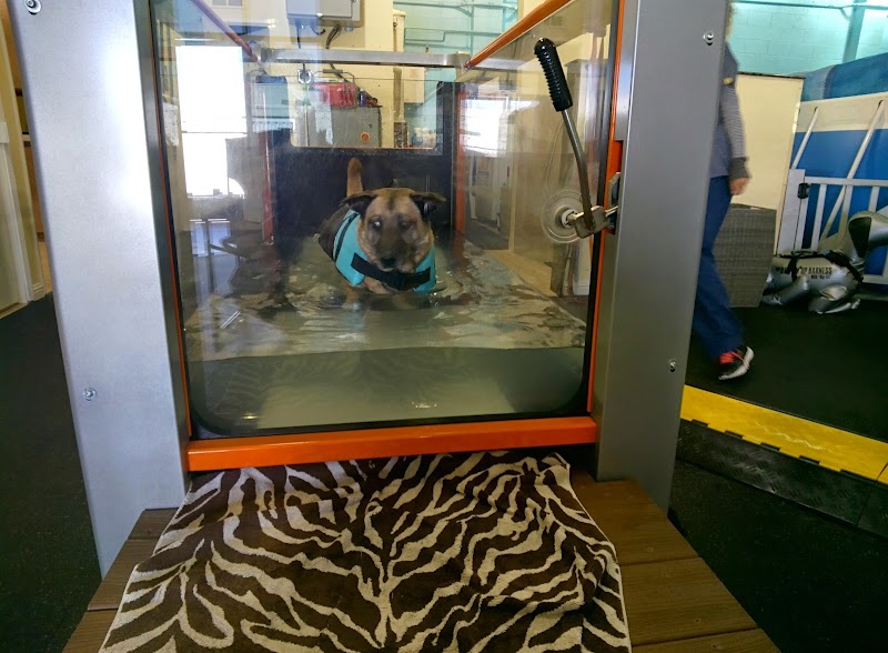 K9 Gym & Rehabilitation Center