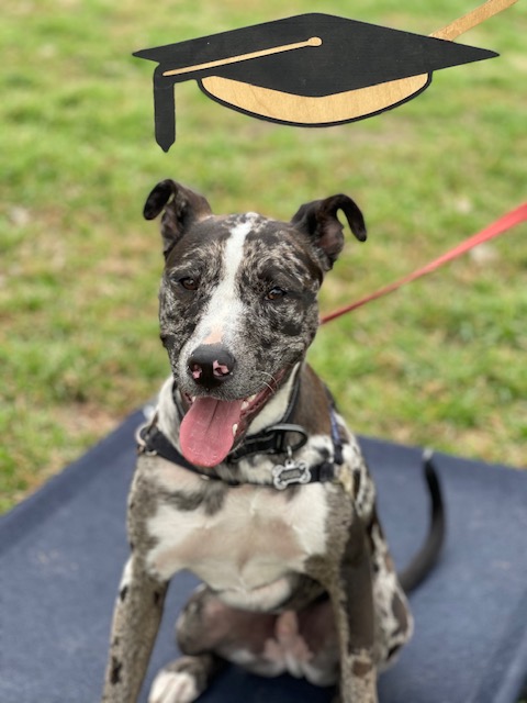 K9 Workingmind, Training by Tara LLC