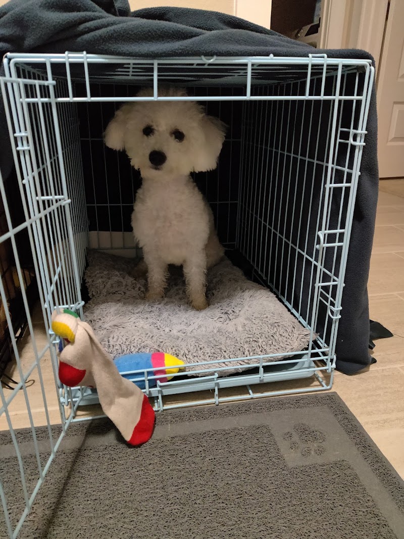 K9 Workingmind, Training by Tara LLC photo 2