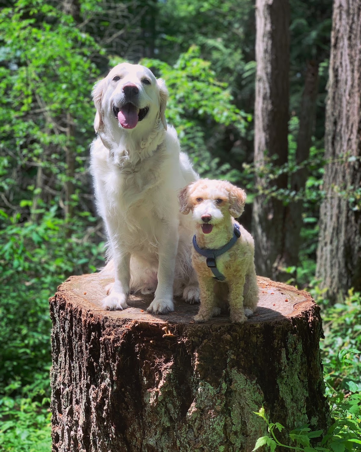 Kali's K9s - Seattle Dog Boarding & Outings