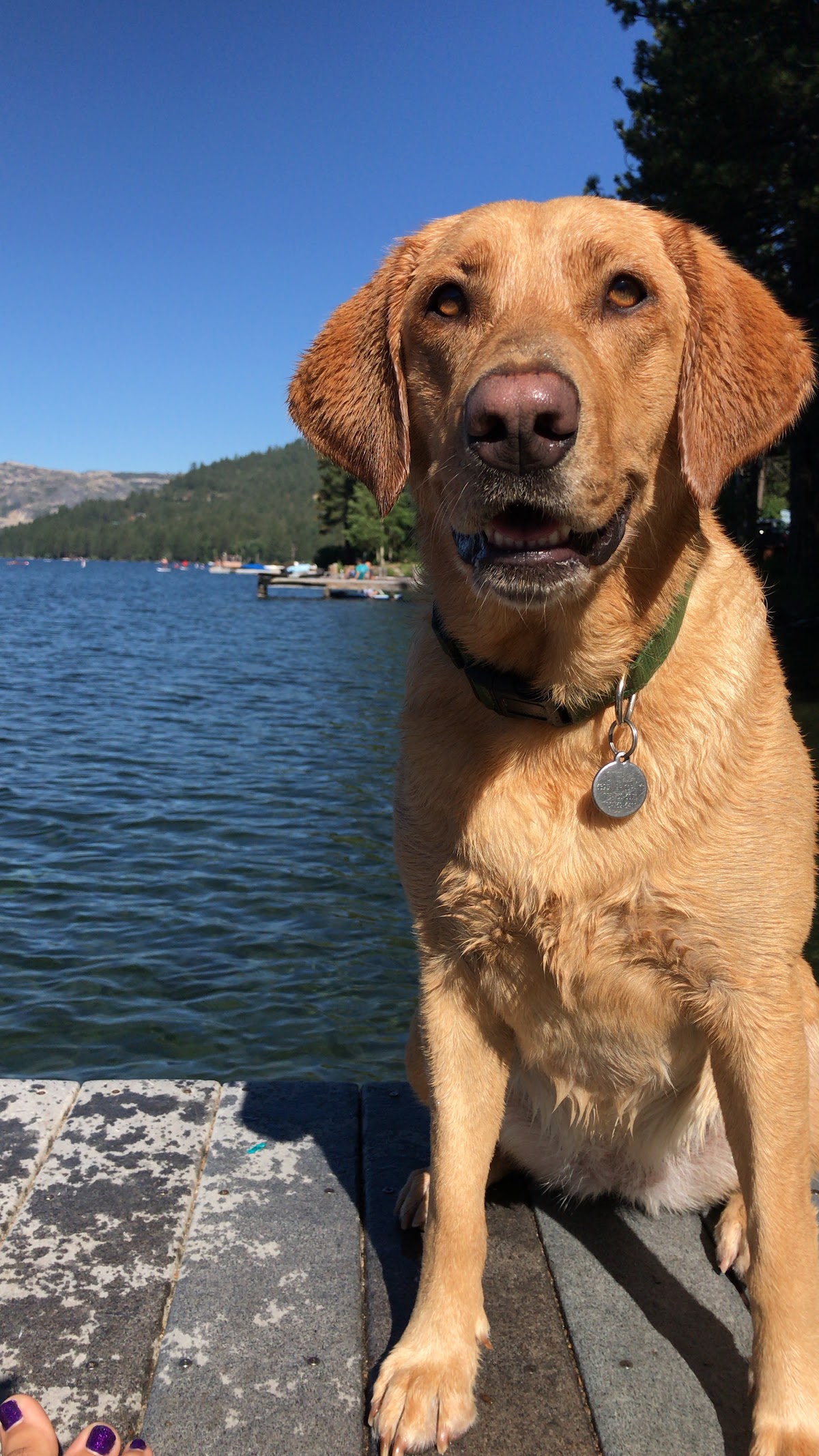 Kali's K9s - Seattle Dog Boarding & Outings photo 2