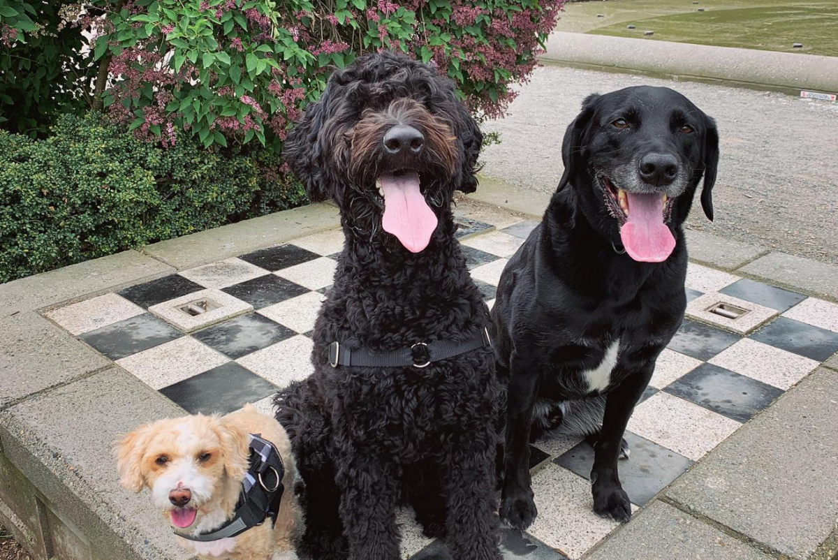 Kali's K9s - Seattle Dog Boarding & Outings photo 3