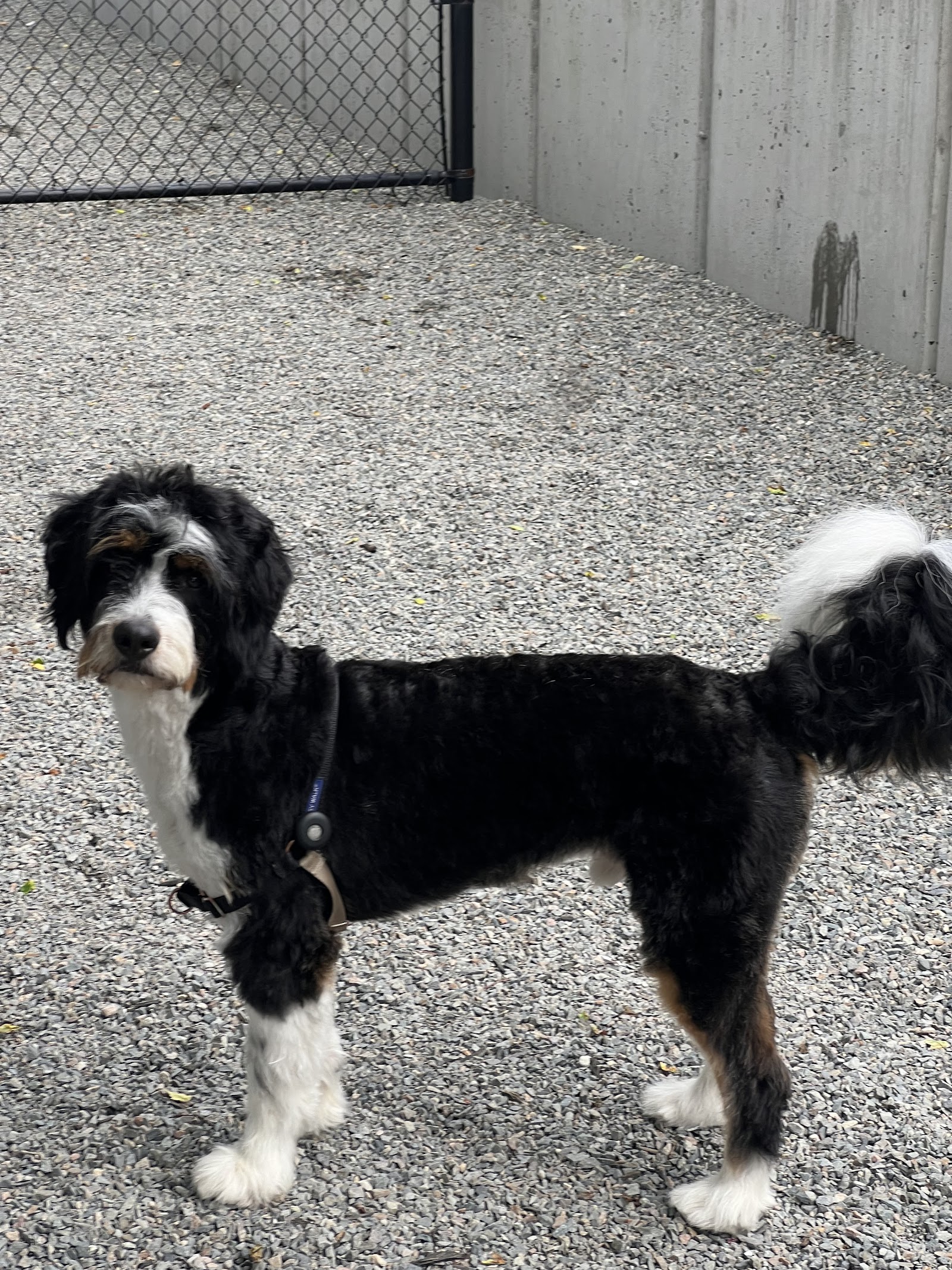 Kelly's Underground Dog Grooming