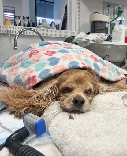 Kensington Veterinary Hospital photo 2