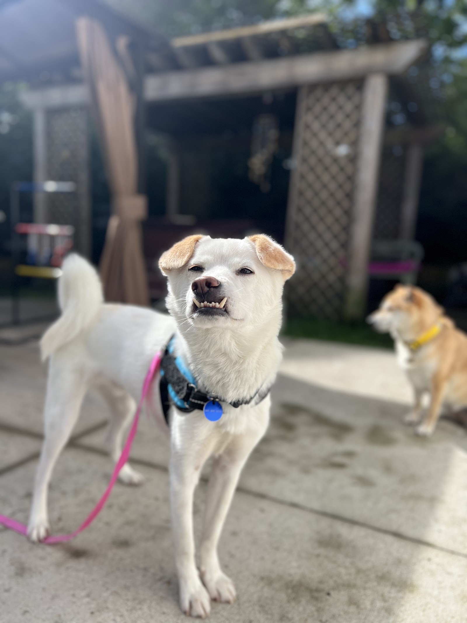Korean K9 Rescue