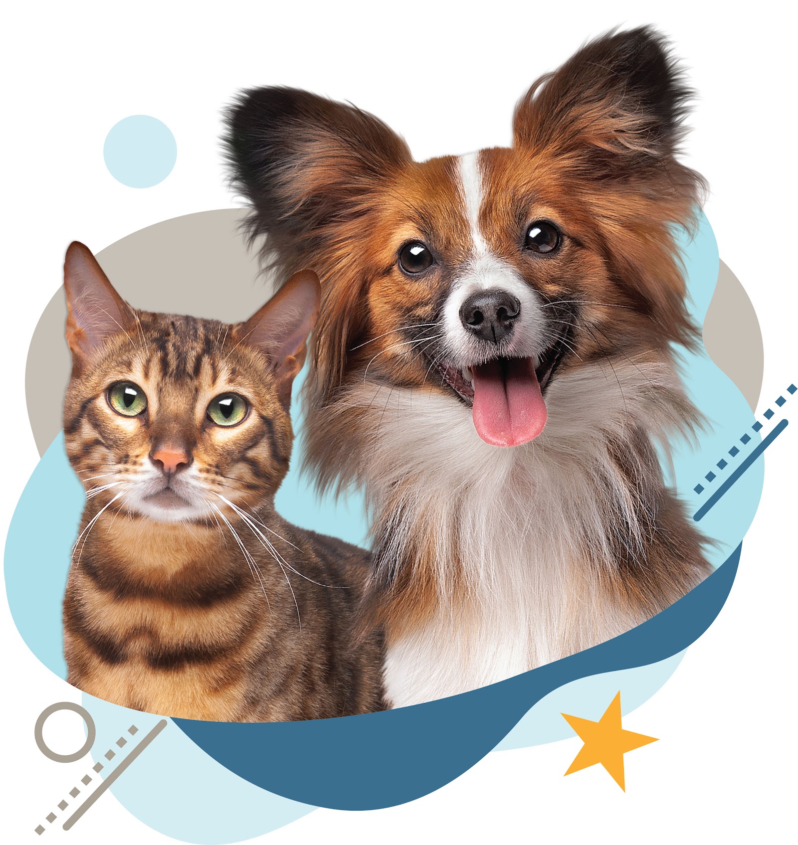 LA Pet Sitting