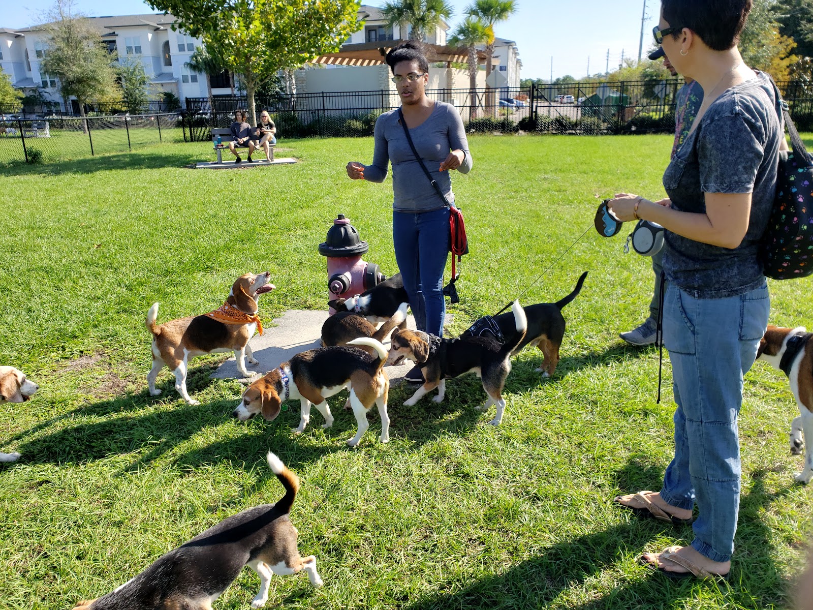 Lake Druid Dog Park