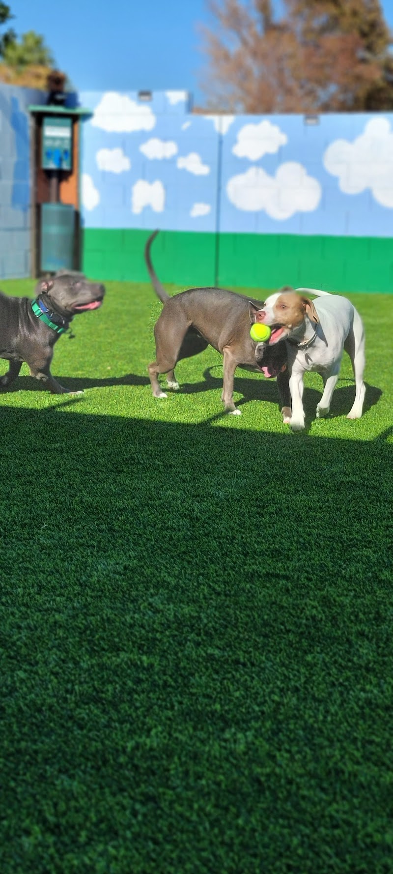 Las Vegas Dog Yard photo 2