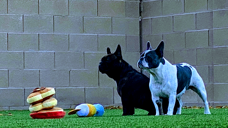 Las Vegas Dog Yard photo 3