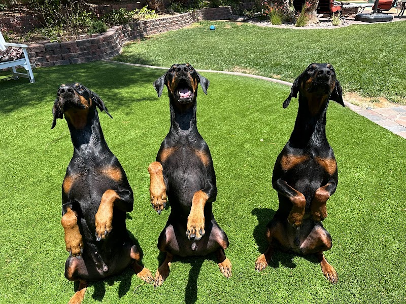 LAS VEGAS K9 TRAINING photo 3