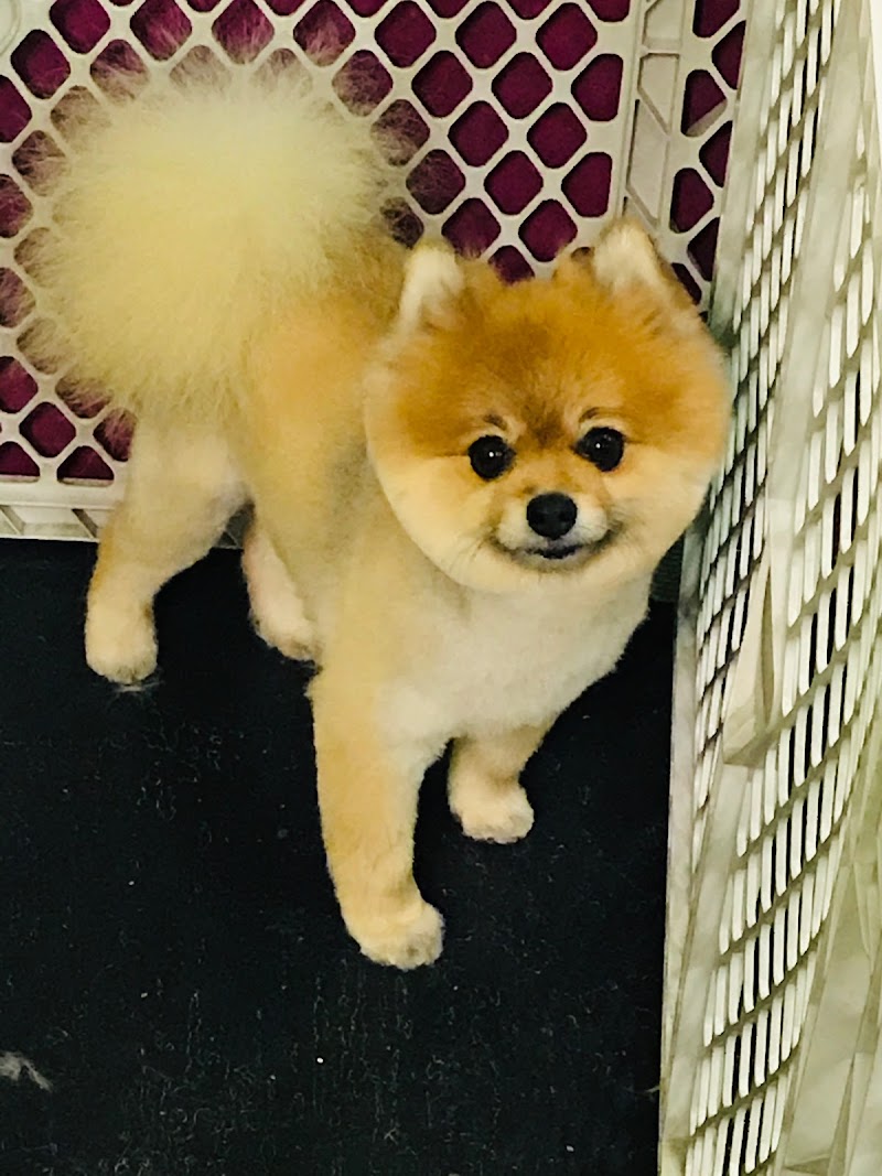 Las Vegas Spaw photo 2