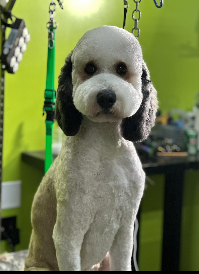 Las Vegas Spaw photo 3