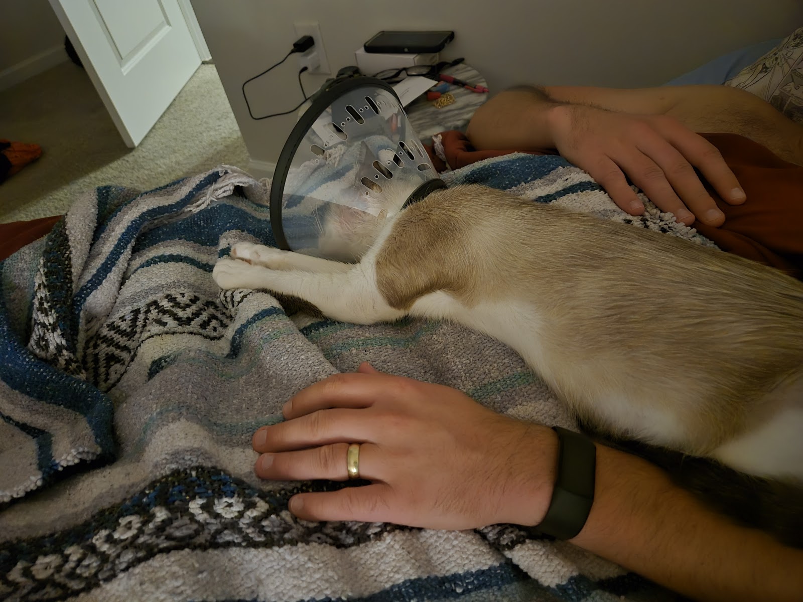 Last Chance Animal Rescue