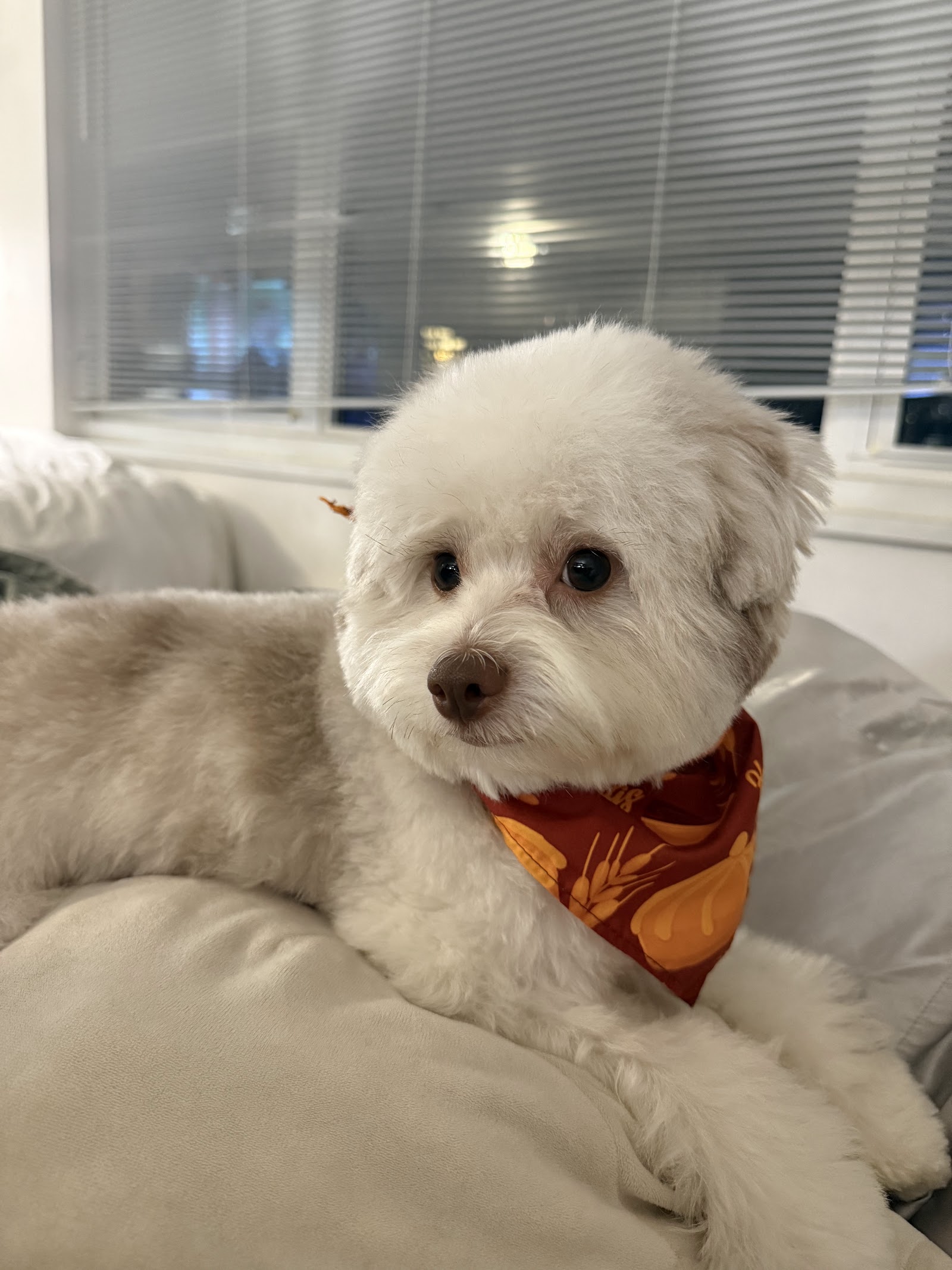 Le Pet Spa