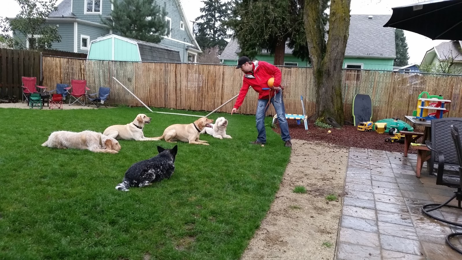 Leader of the Pack Dog Training, LLC