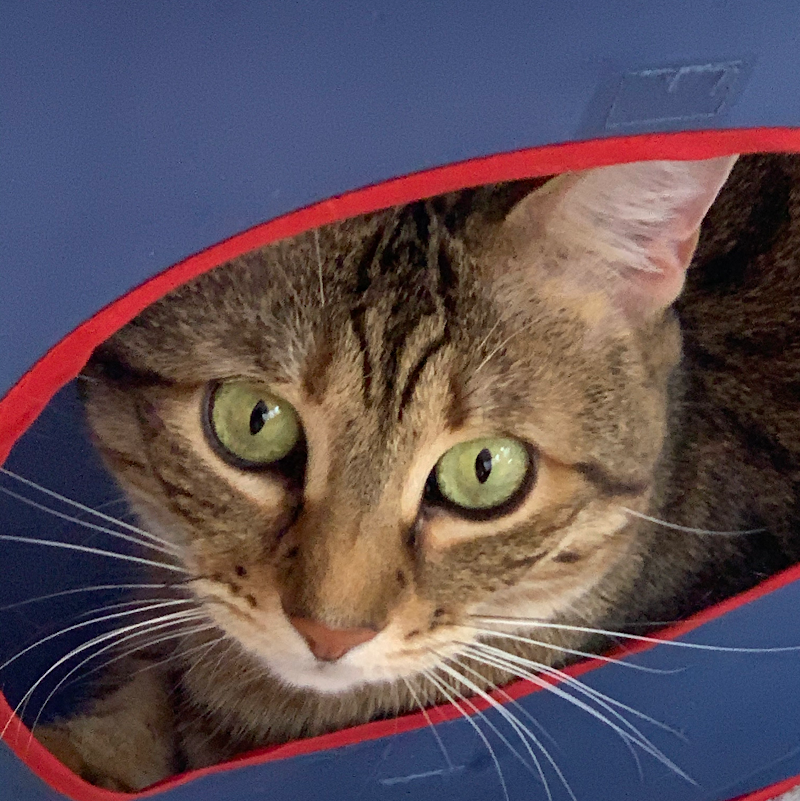 LEAH'S PET SITTING photo 2