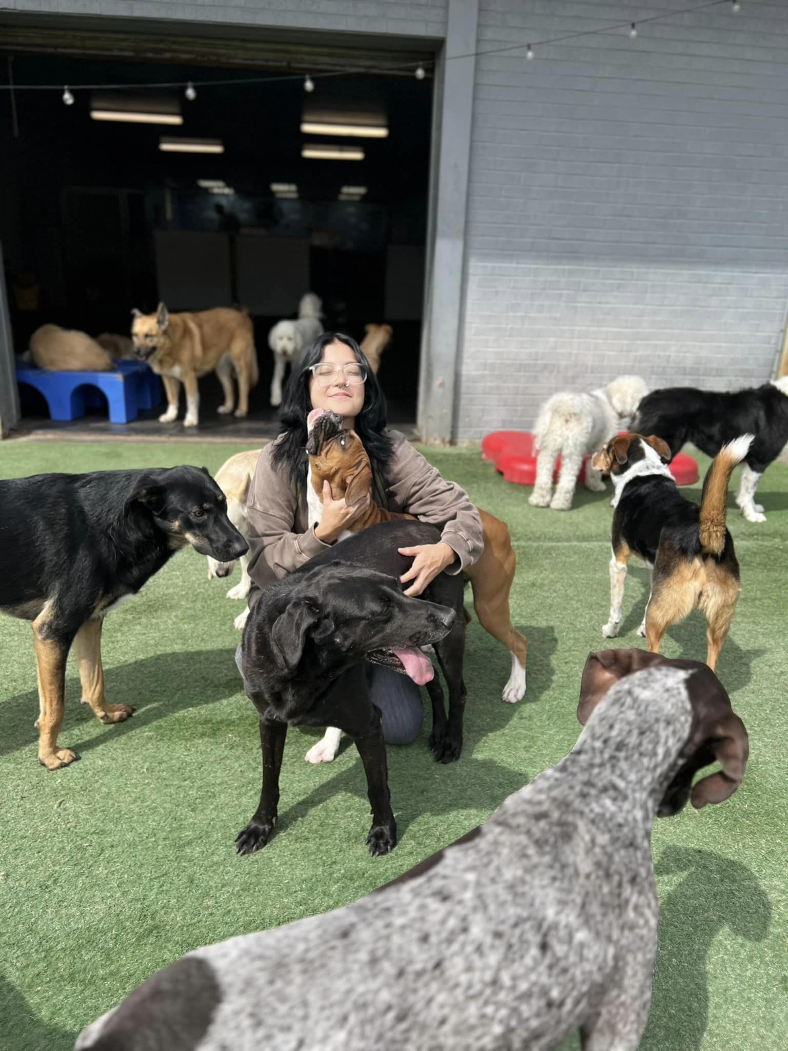 Learning Paws 24/7