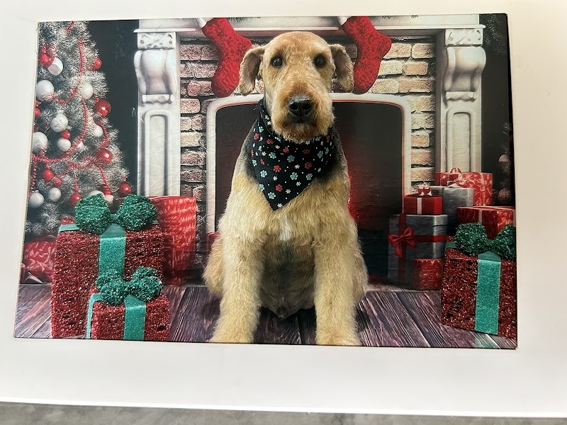 Leashes Pet Salon photo 2