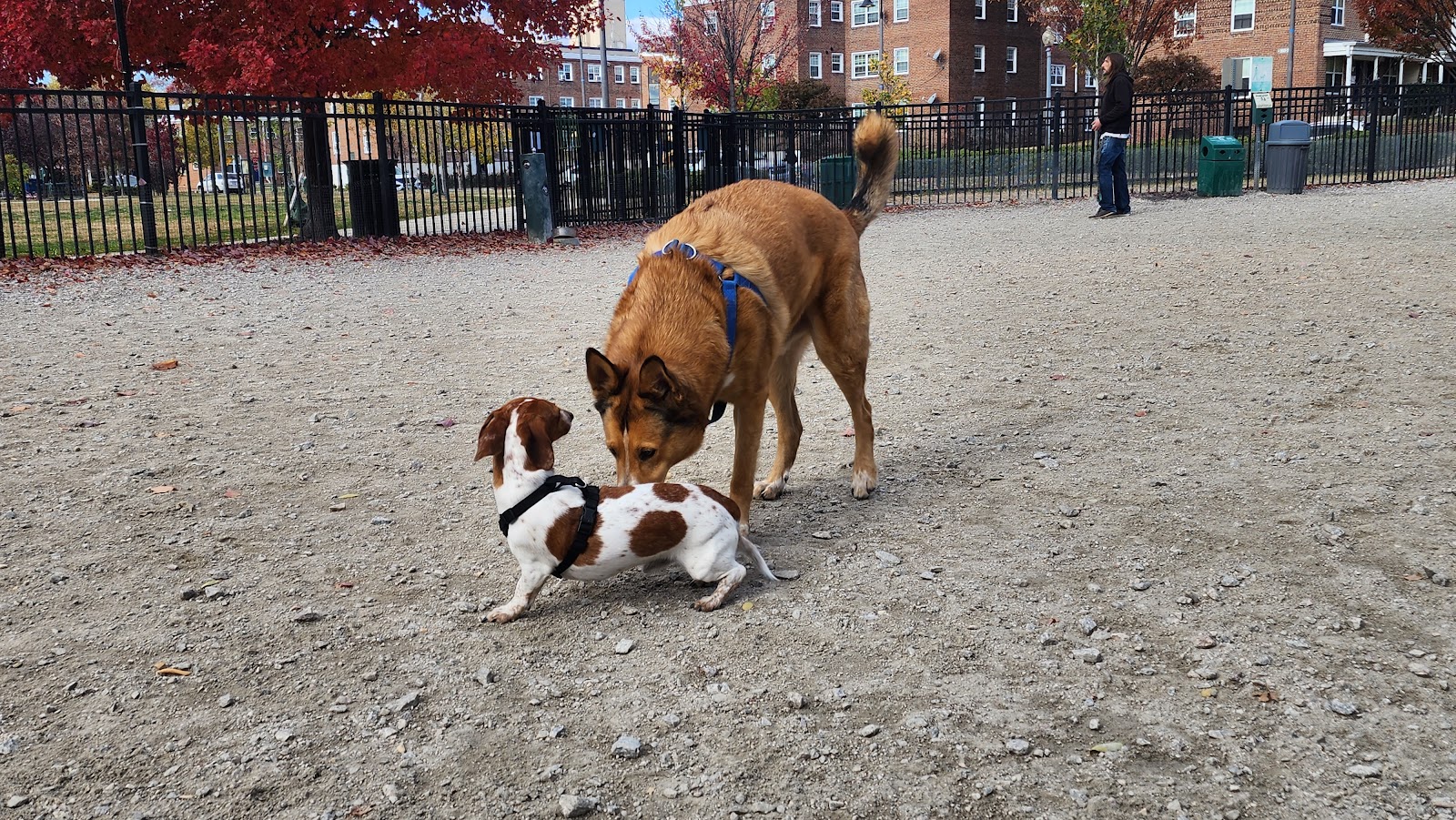 LeDroit Dog Park