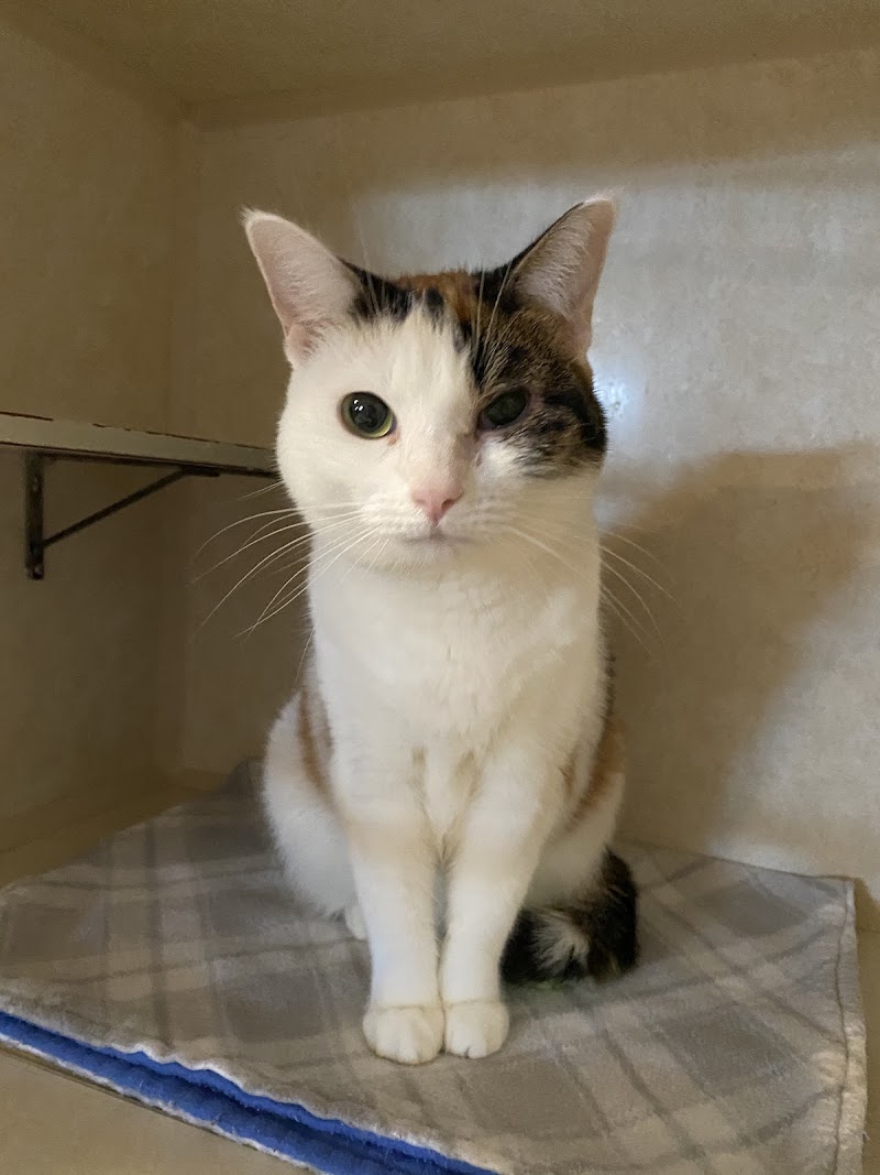 Life Is Better Rescue