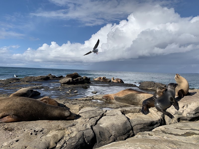 Lifeguard La Jolla Cove photo 2