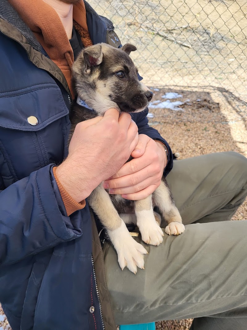 Lifeline Puppy Rescue