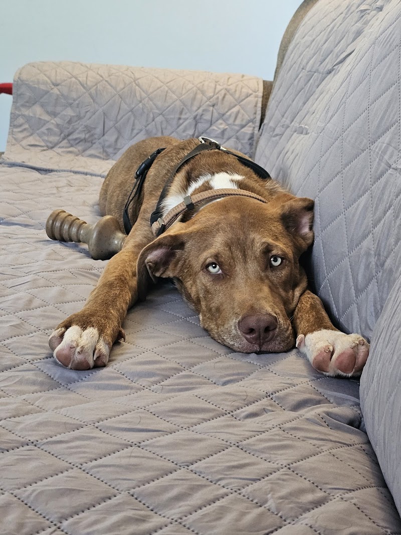 Lifeline Puppy Rescue photo 2