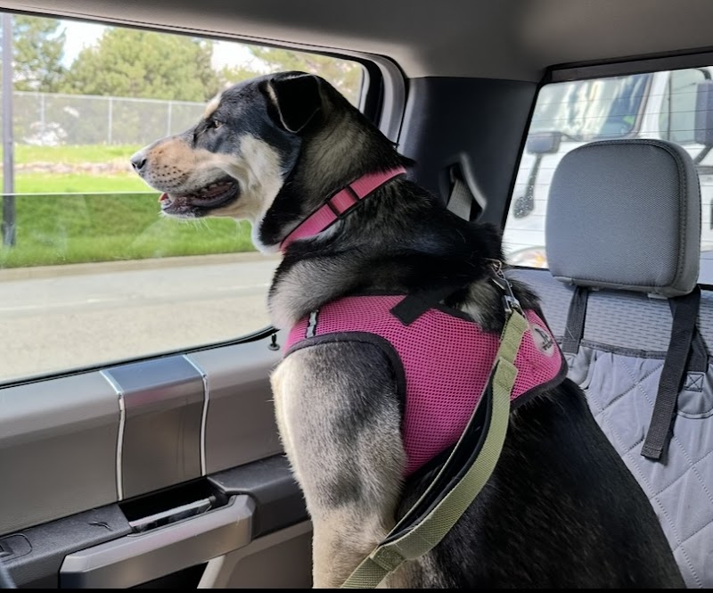 Lifeline Puppy Rescue photo 3