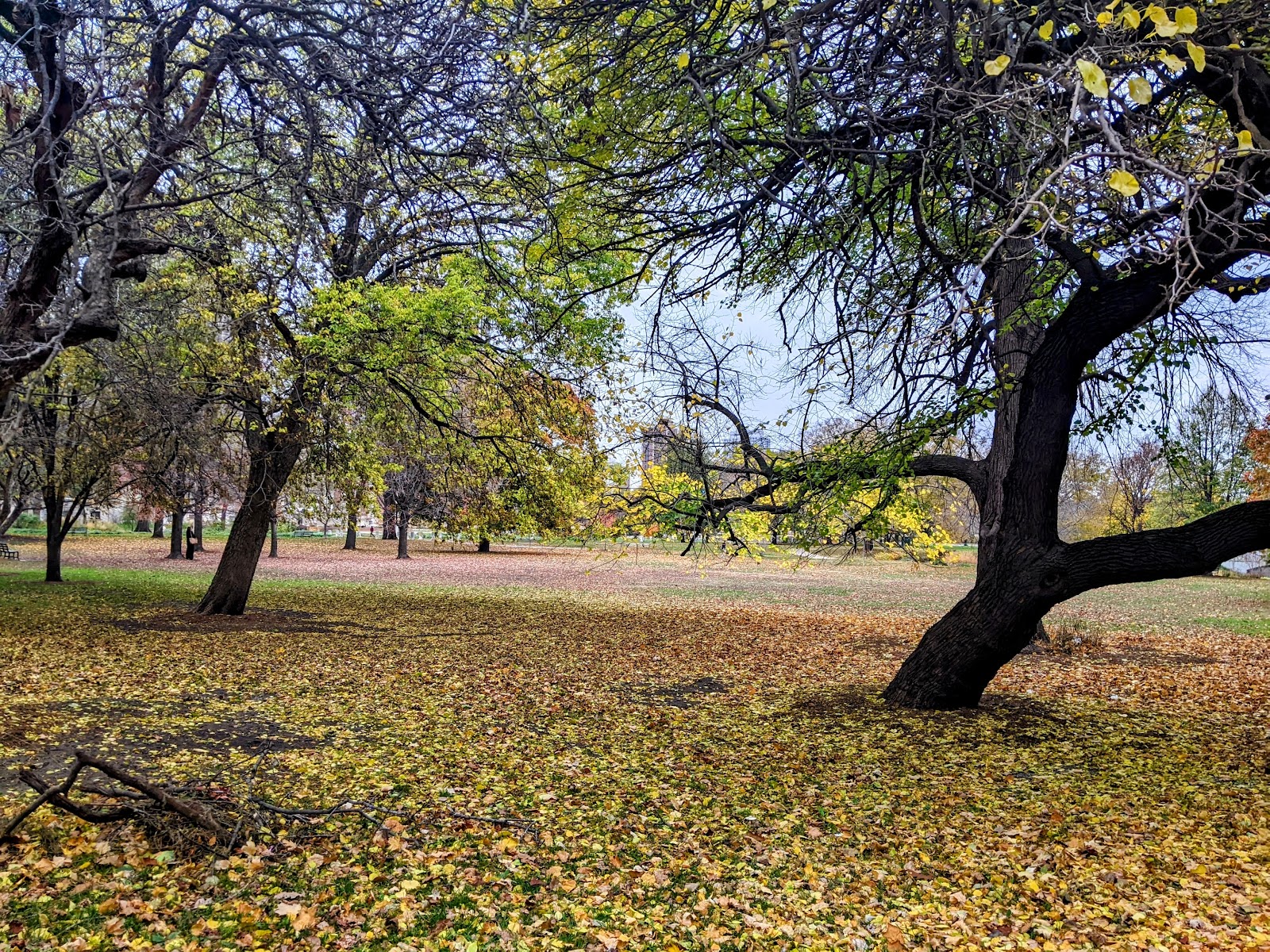 Lincoln Park Grove 2