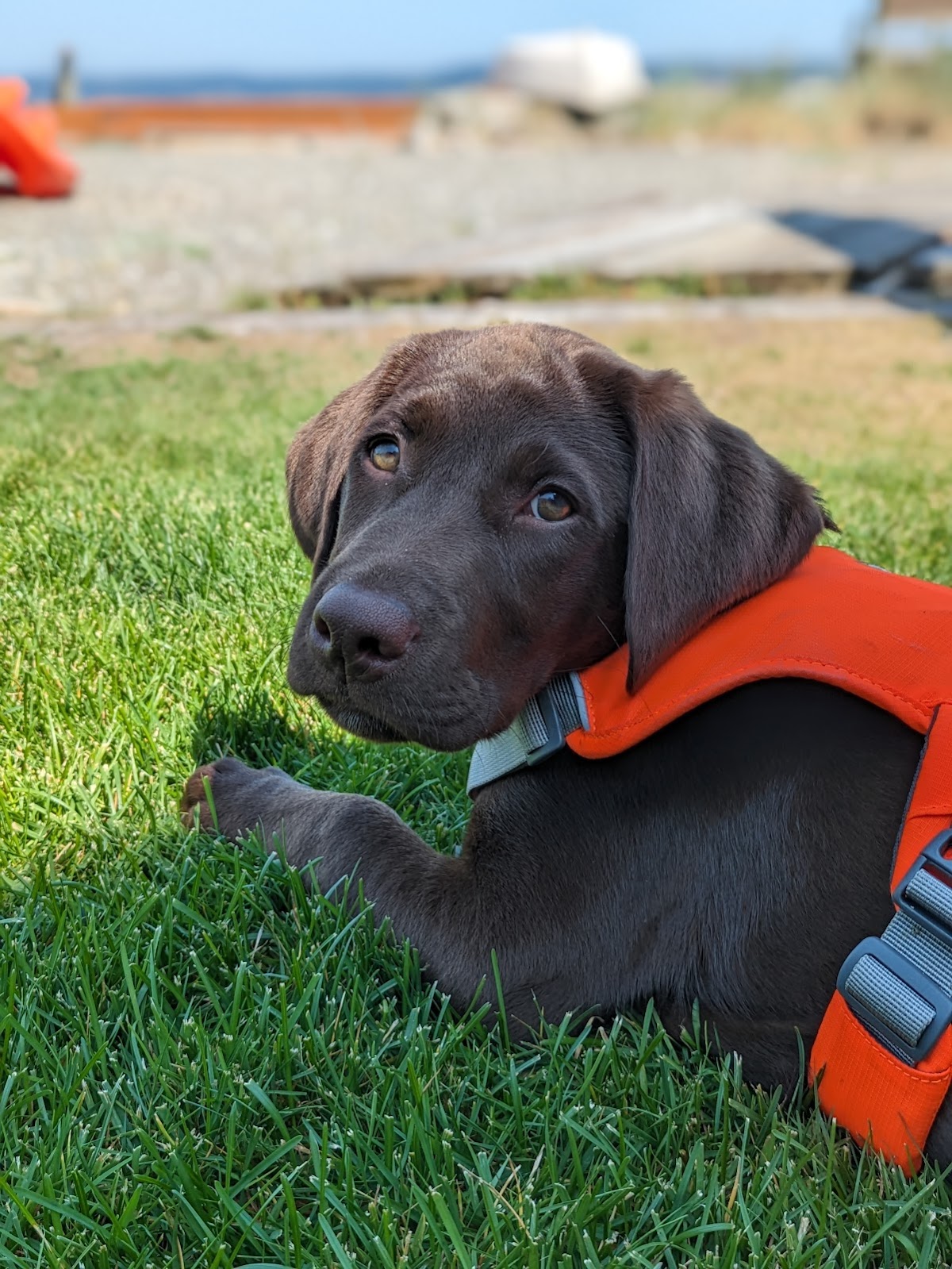 Listen Here Dog Training photo 2