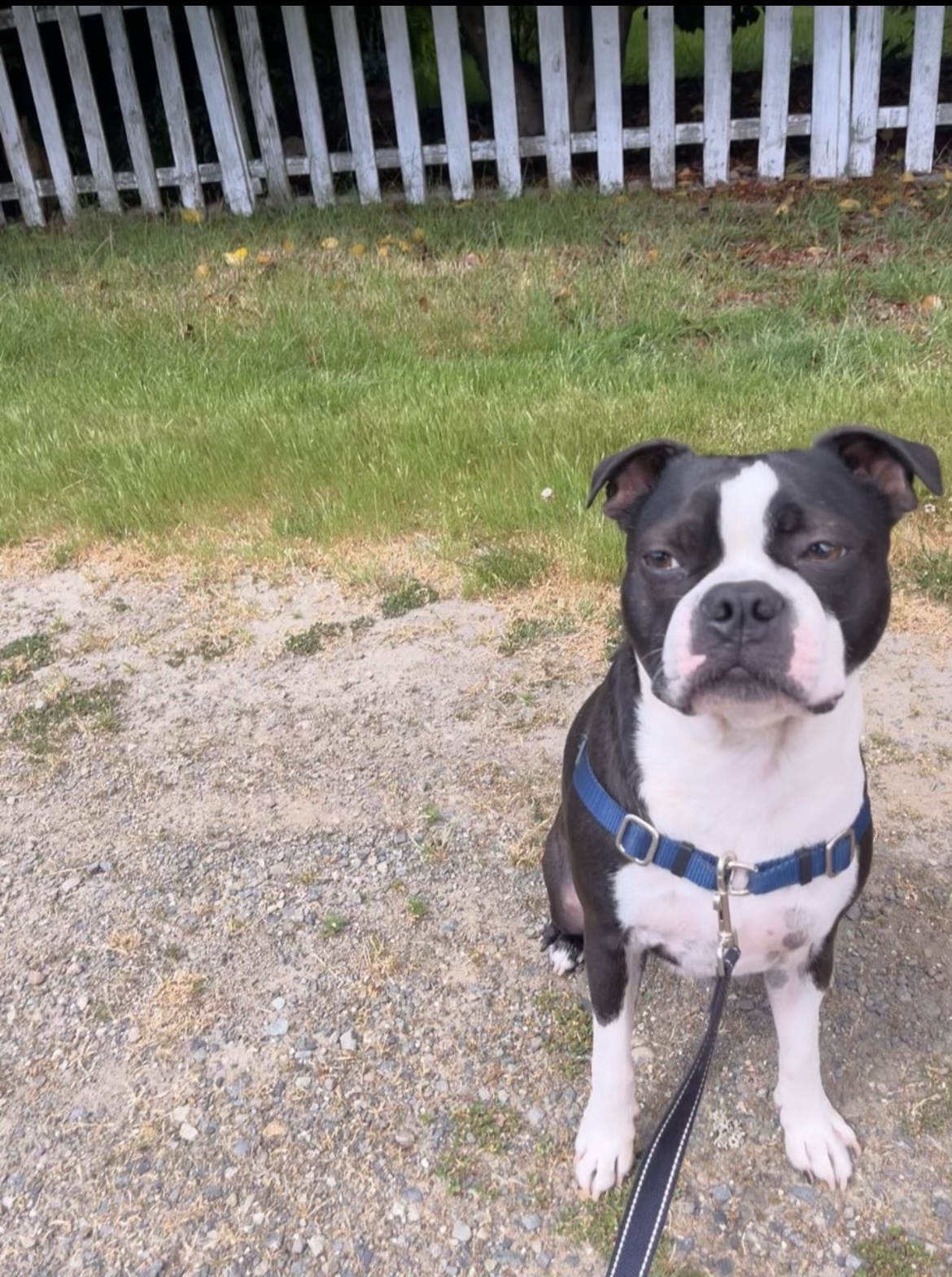 Listen Here Dog Training photo 3