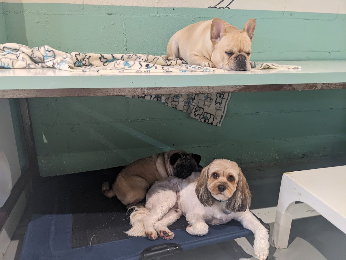 Little Dog Garden photo 2