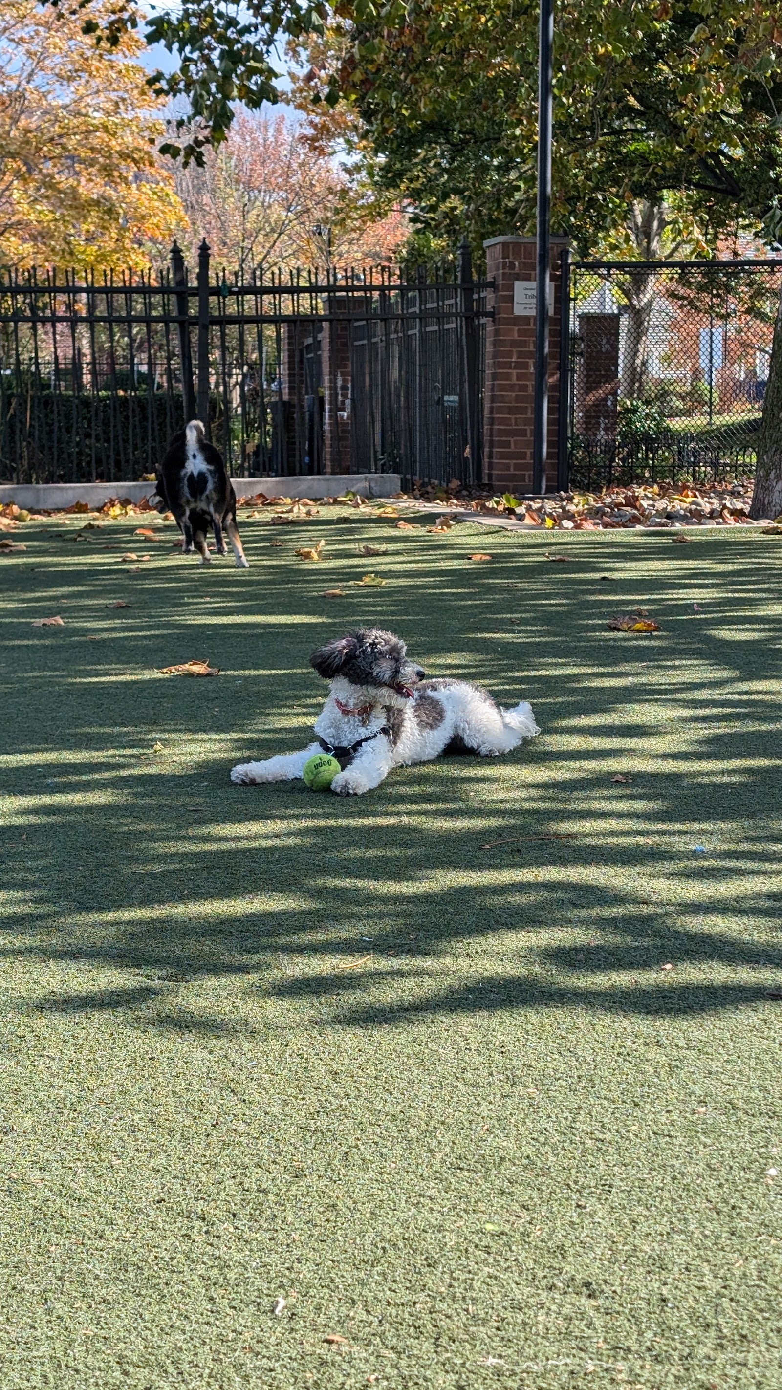 Little Dog Run