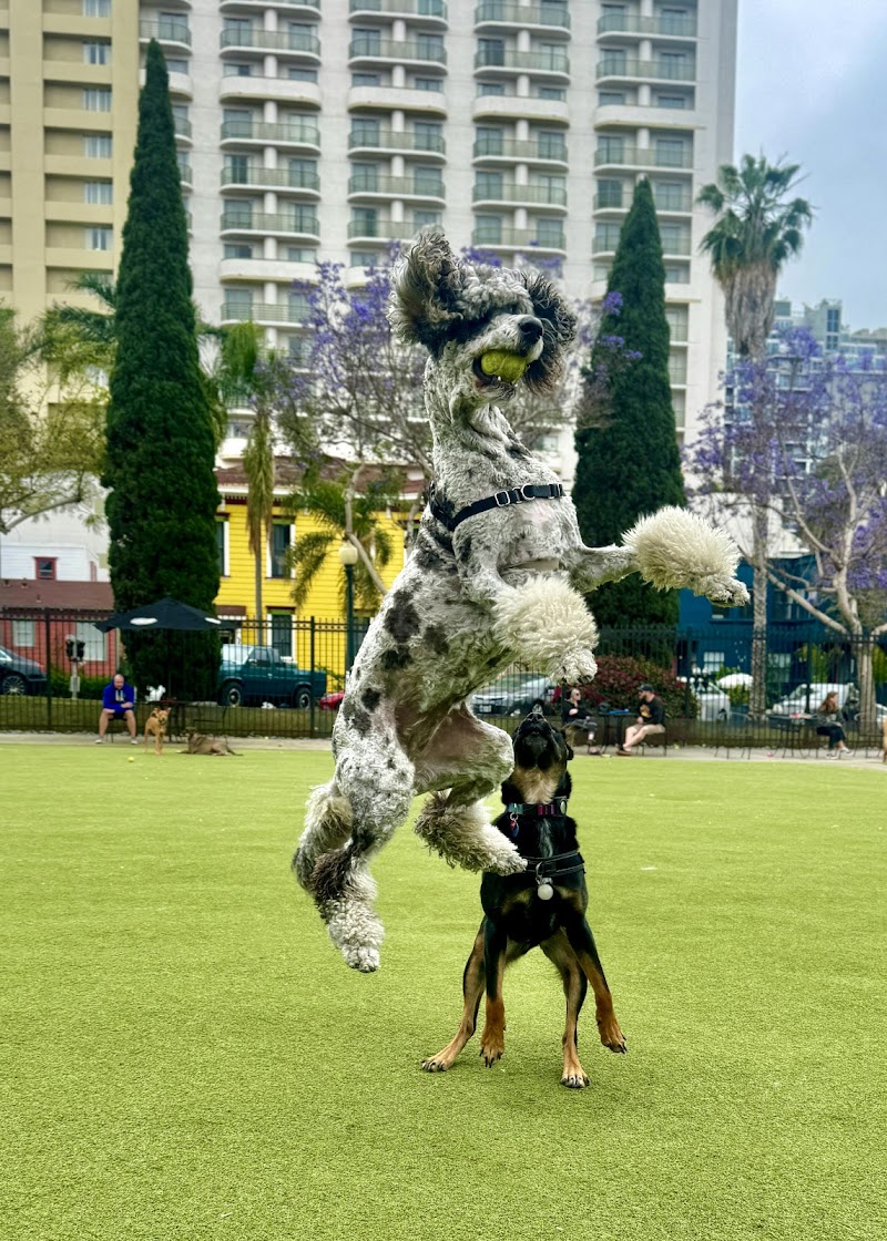 Little Italy Dog Park photo 3