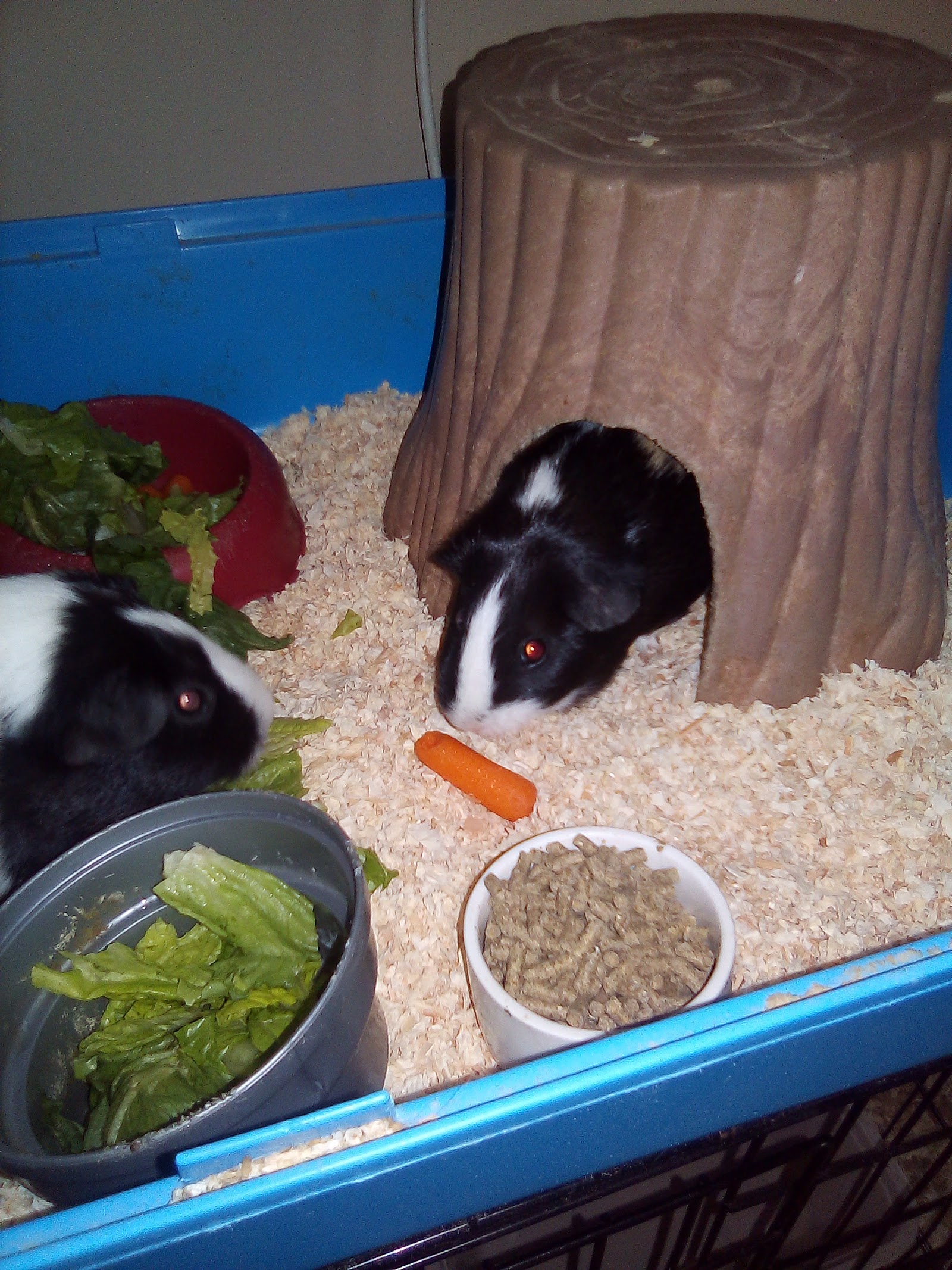 Little Jodie's PlayHouse
