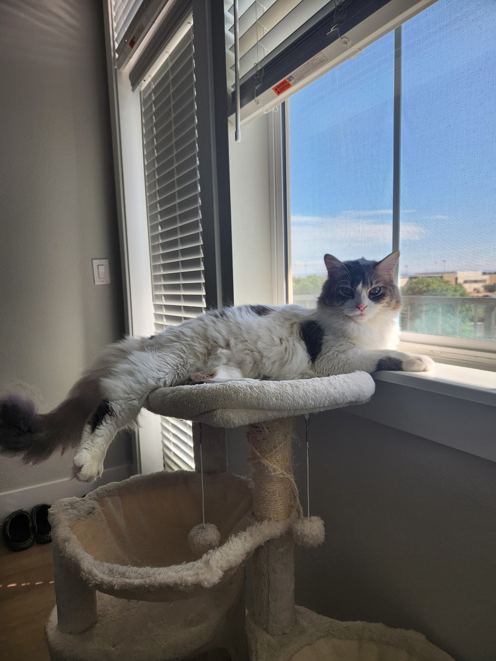 Living The Dream Rescue