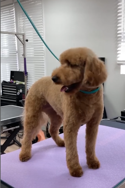 Lobo Austin, LLC photo 2